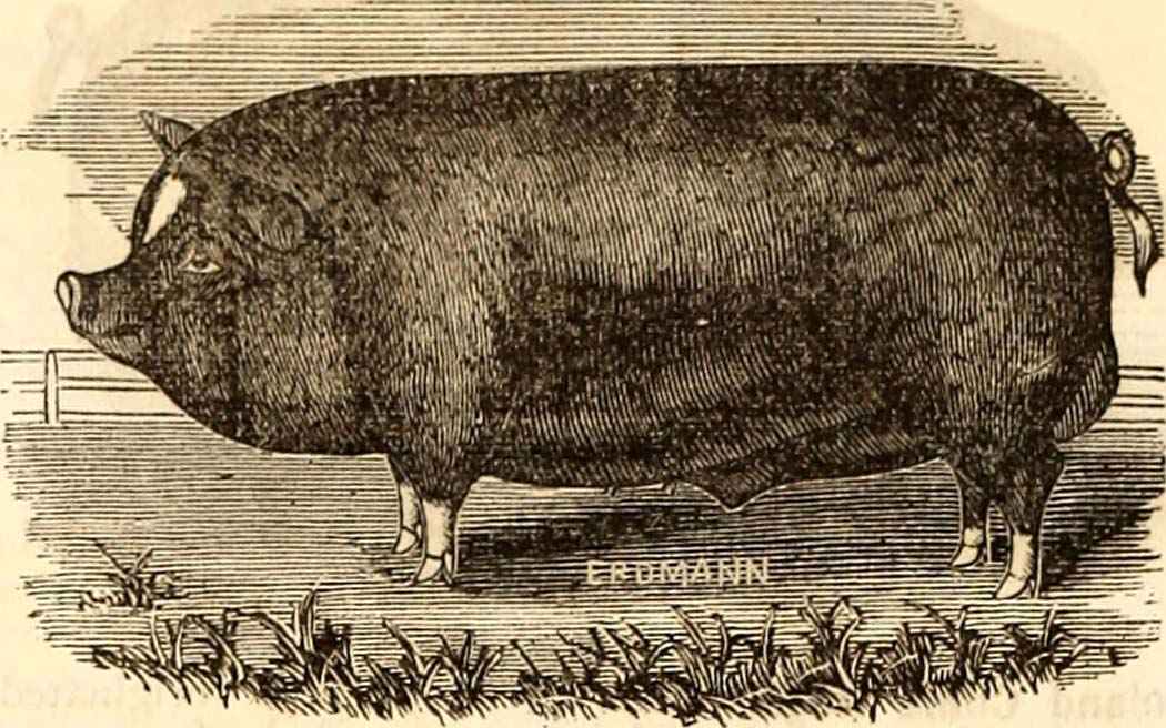 Internet Archive Book Images, No restrictions, via Wikimedia Commons